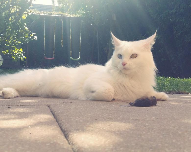 White Cat Sitting By Dead Rat On Footpath