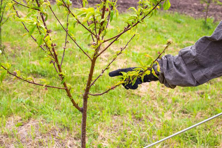 Pointing out a diseased plant, spraying young fruit tree for diseases and parasites.