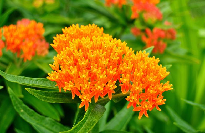 Butterfly Weed (Asclepias tuberosa) Milkweed Wildflower