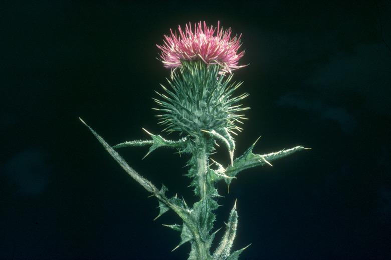 thistle carduus lancaeolatus