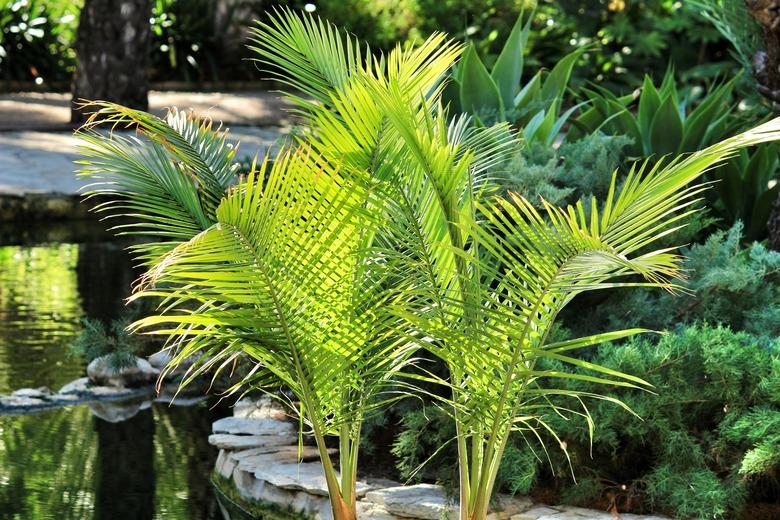 Ravenea palm tree in the garden.