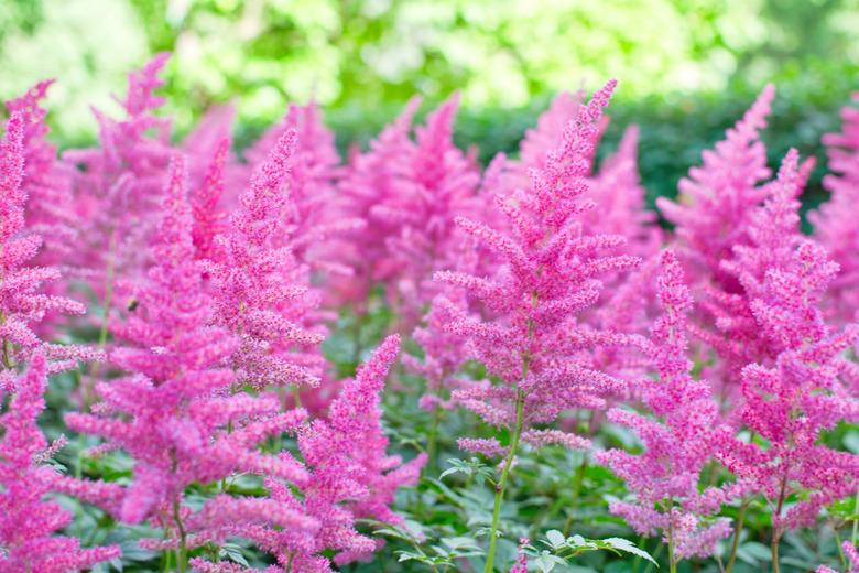 Astilbe flower (also called false goat