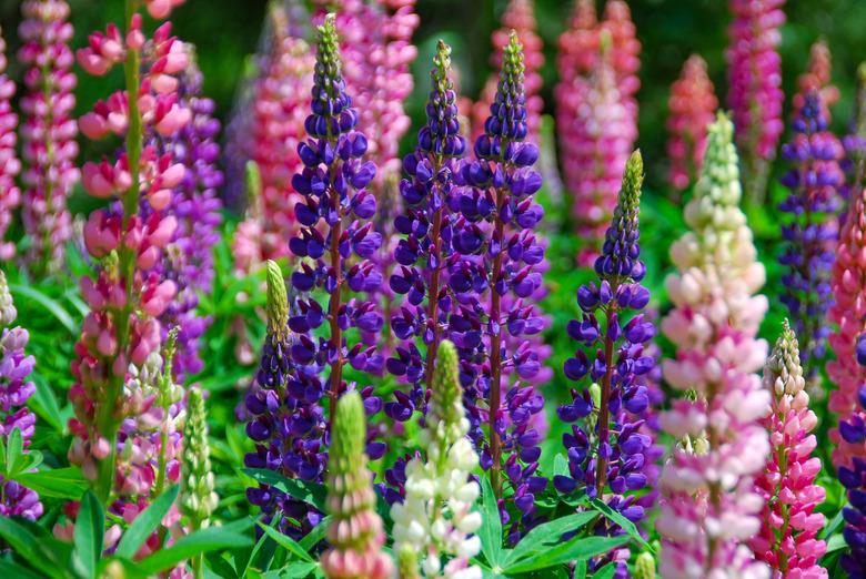 Lupine flowers.