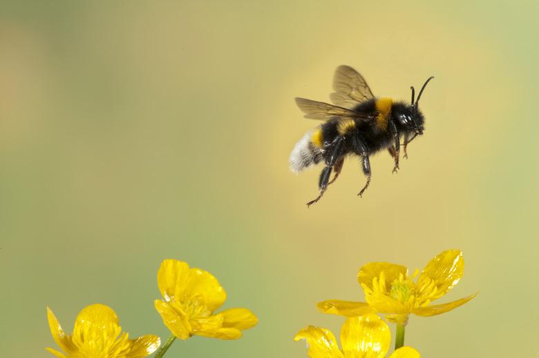 Bumble Bee, Bombus Hortorum, in flight, free flying over yellow buttercup flowers, high speed photographic technique, longest tongue of UK bees