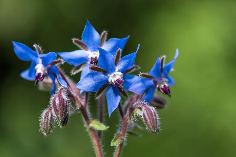 Blue borage flowers in the garden.