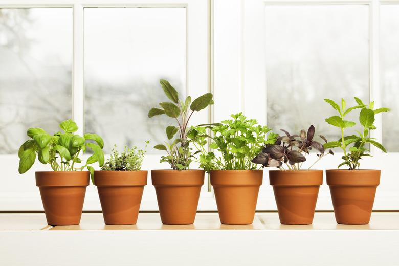 Indoor herb garden in terra-cotta pots by window.