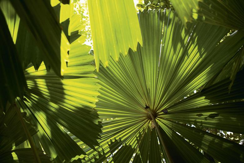 View of plants and shadows of other plants