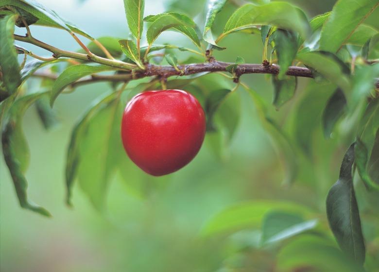 Ripe apple on a branch