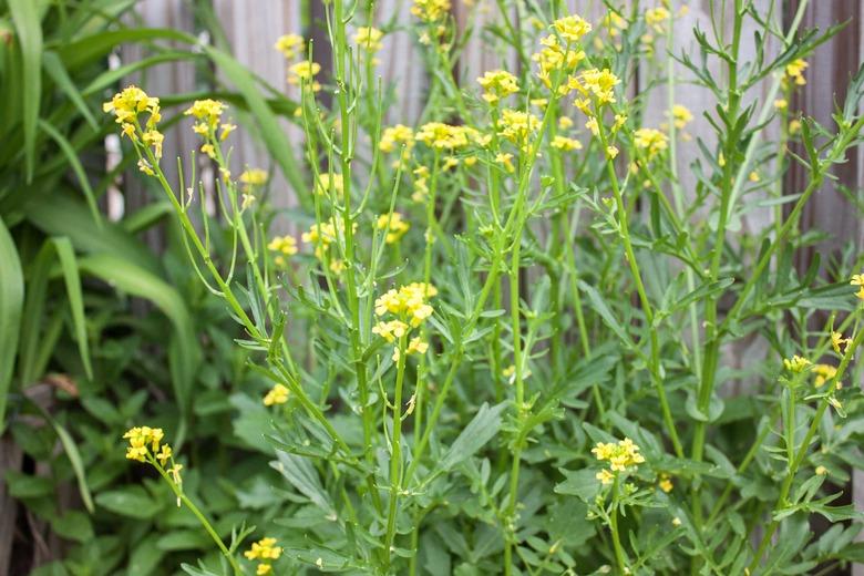 yellow mustard weed