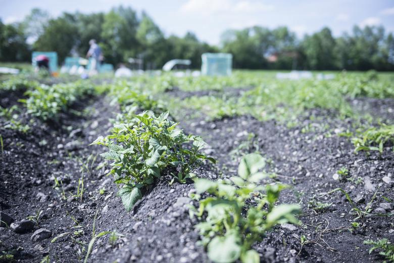 Potato plants in field, Bavaria, Germany