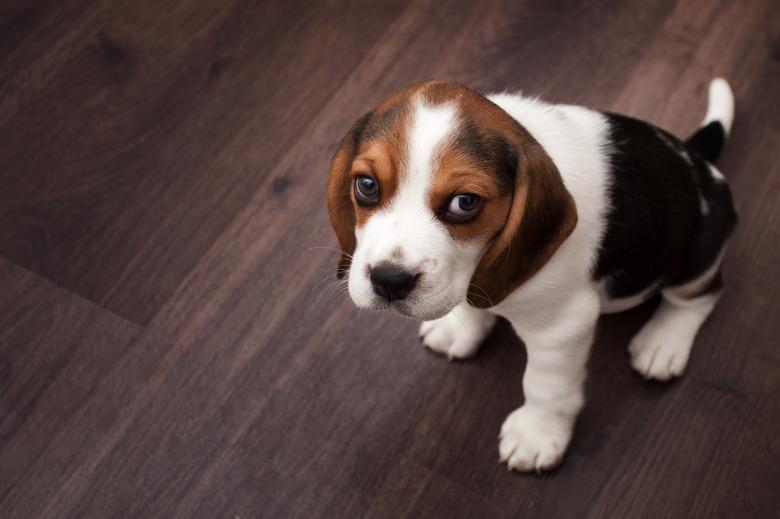 Beagle puppy sitting on a dark wooden floor.