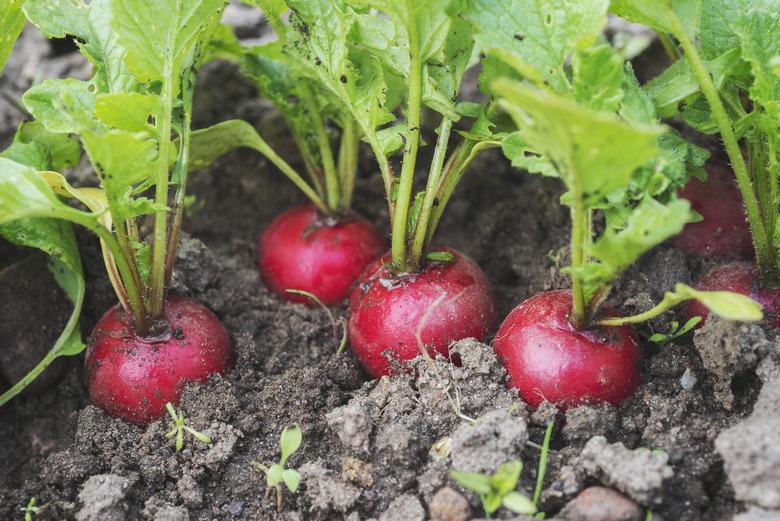 High angle view of radish growing in garden