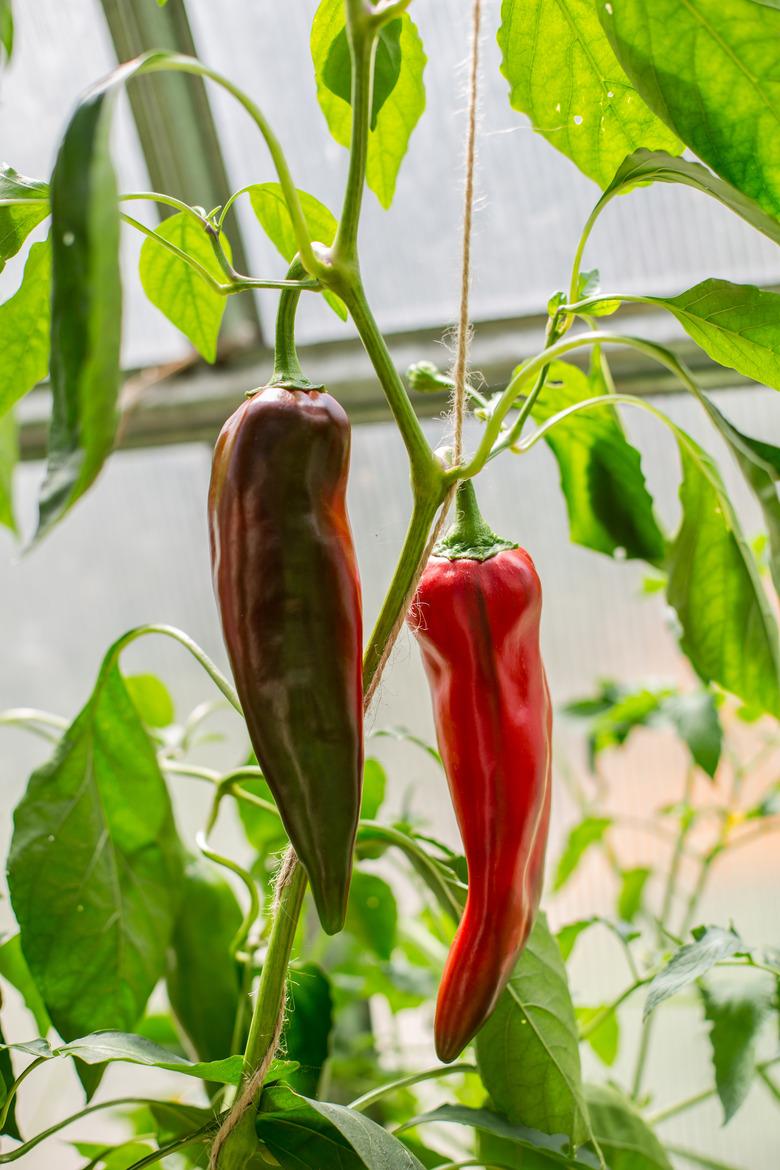 Red pepper on the bed