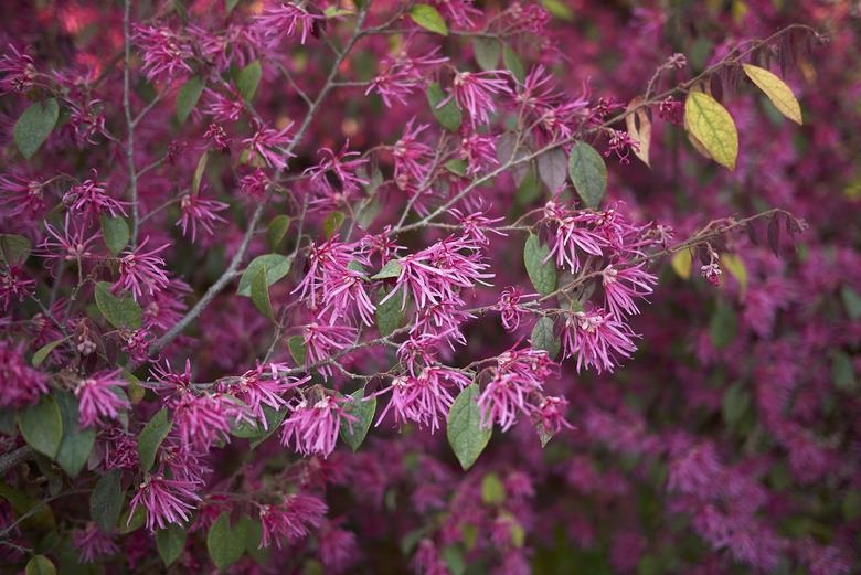 Loropetalum chinense rubrum