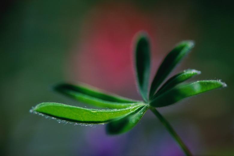 Close-up of schefflera leaves