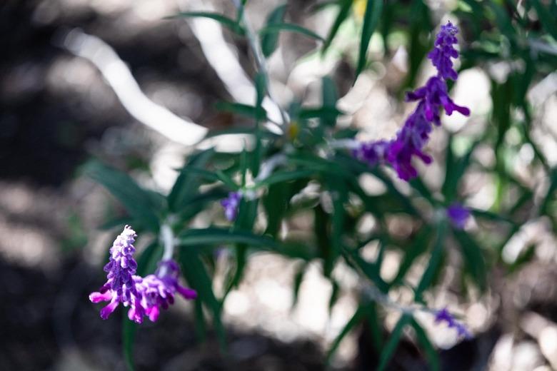 Sage plant with purple flowers