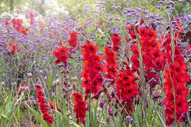 Close-up image of the beautiful summer flowering vibrant red Gladiolus flowers with purple Verbena bonariensis flower also known as 