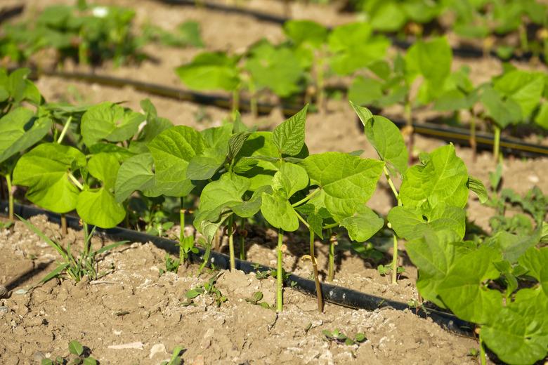 Watering bean plants with a drip system.