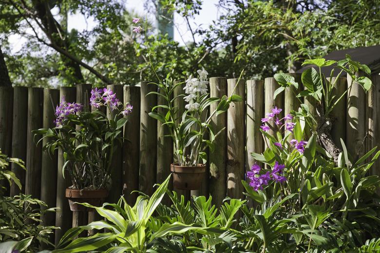 Plants in the backyard