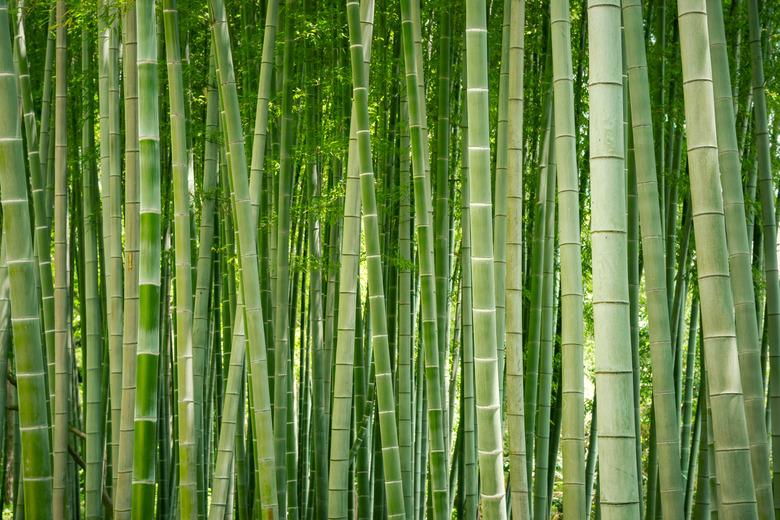 Japanese bamboo grove.