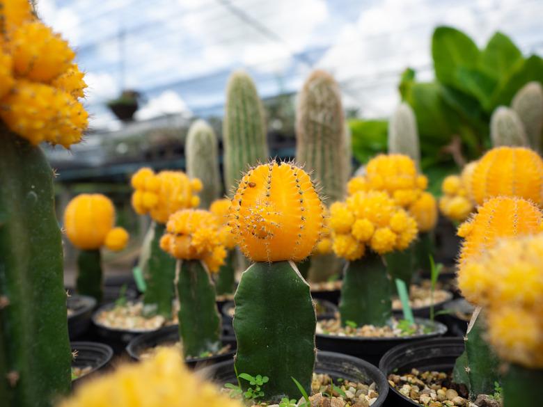 Selective focus, a yellow moon cactus on a pebble stone in the garden.