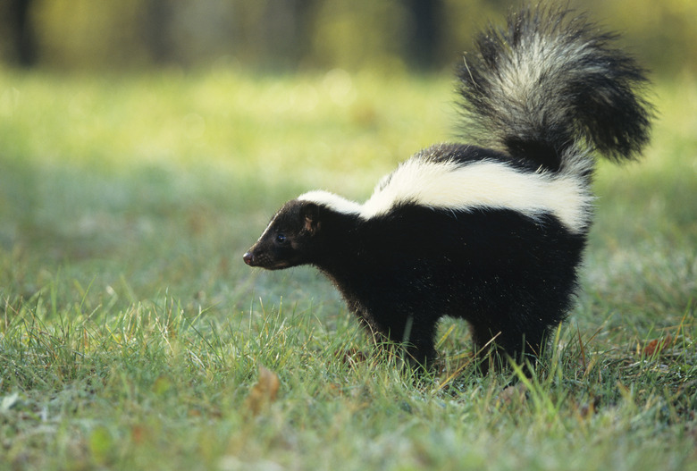 Striped skunk (Mephitis mephitis) spraying, USA