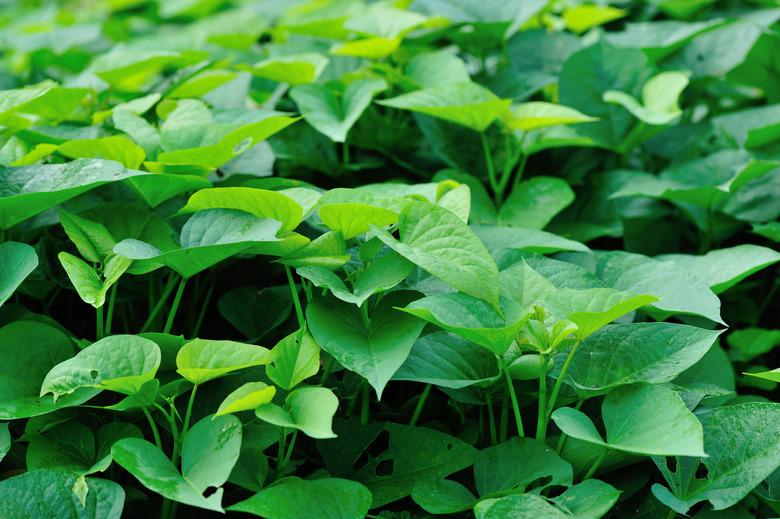 green sweet potato leaves in growth at garden