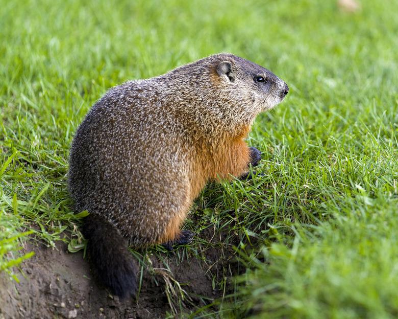 Groundhog Stock Photo. Closeup profile side view foraging for food in the grass and displaying brown fur, tail, paw, ear, eye, nose in its environment and surrounding habitat.