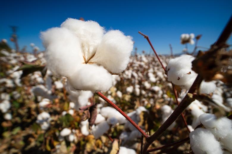 Cotton ready for harvest.