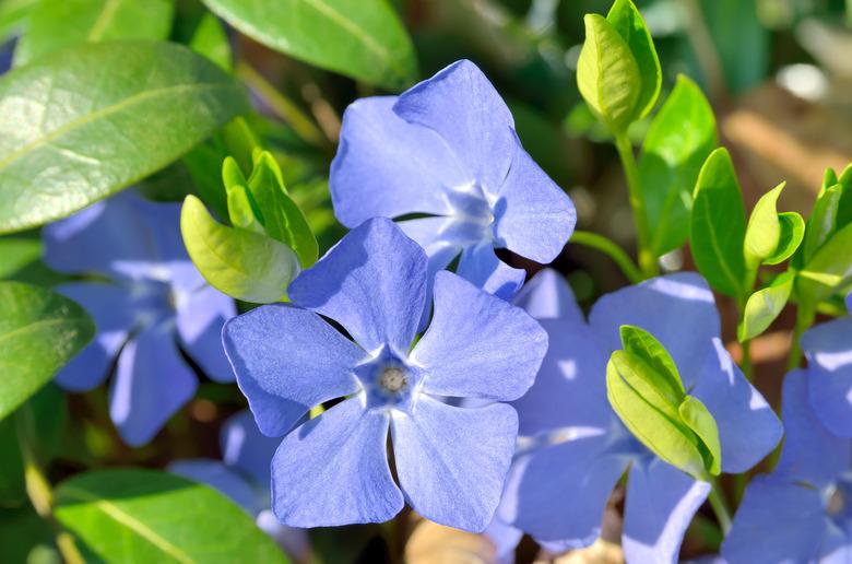 Blue flowers periwinkle among green leaves in the forest