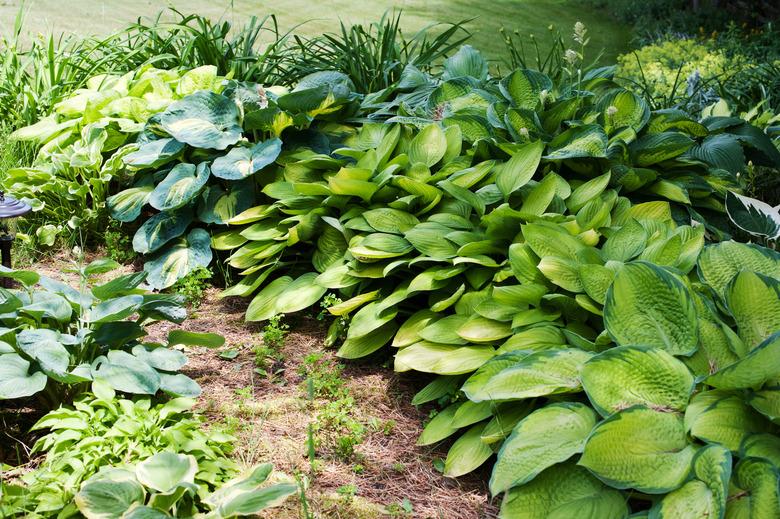 Hostas