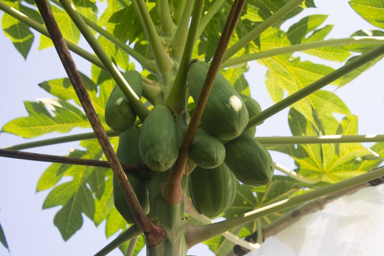 Green papaya fruit on tree.