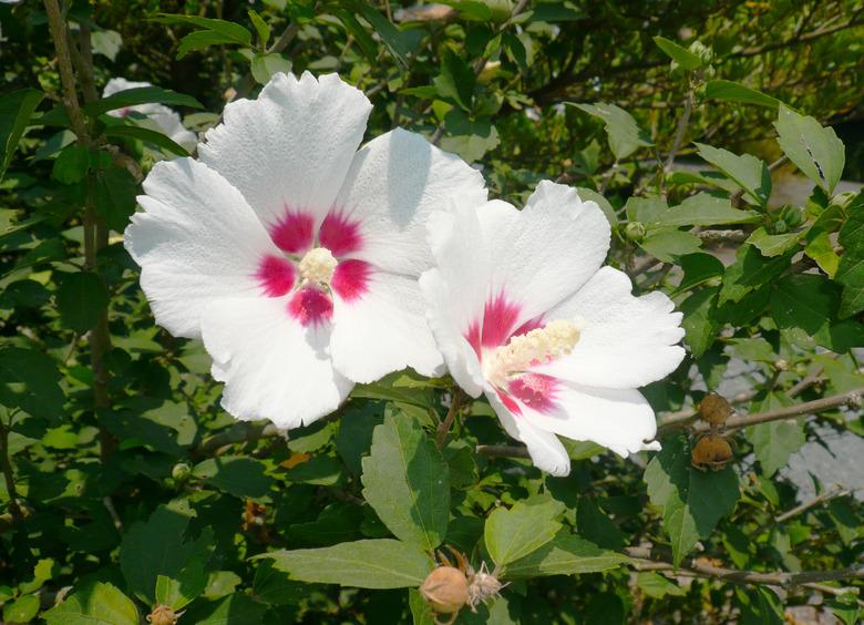 Flower of a rose of Sharon