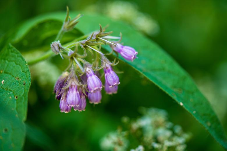 Common Comfrey blooming