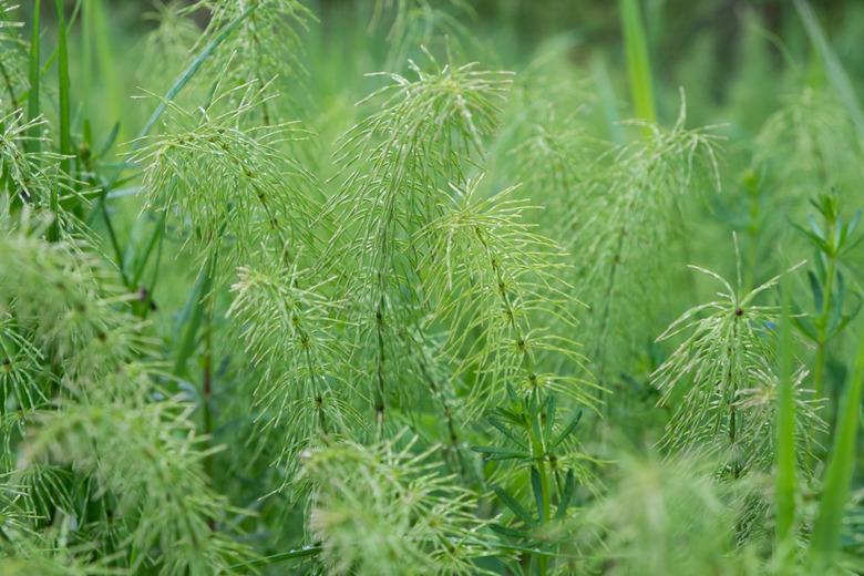 Leaves of a meadow shady horsetail (Equisetum pratense) as Nature background. Medicinal plant.