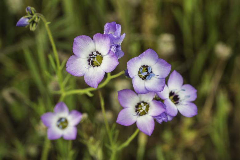 Gilia tricolor (Bird