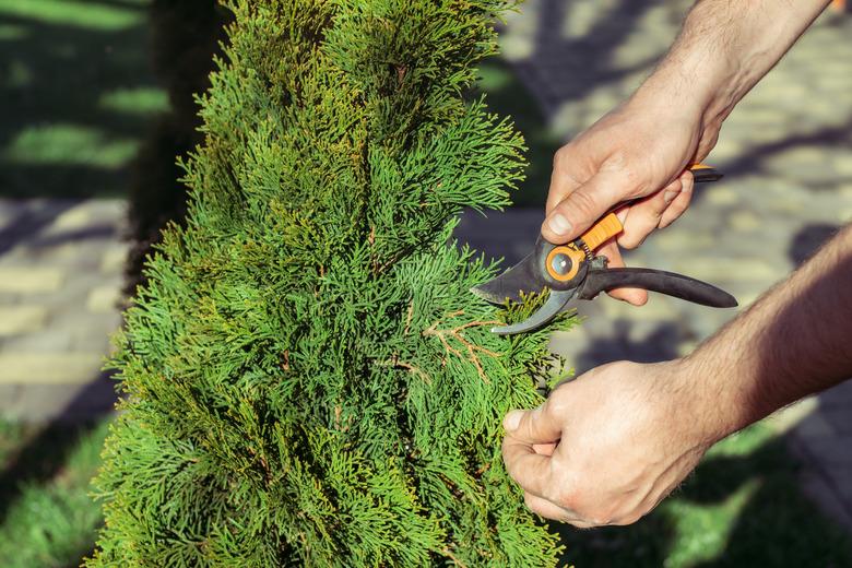 Pruning thuja branches.