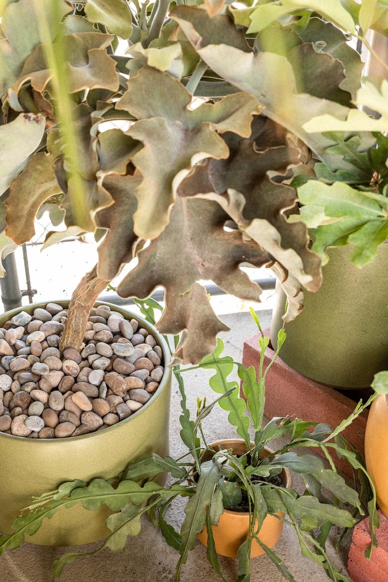 Plants on a patio