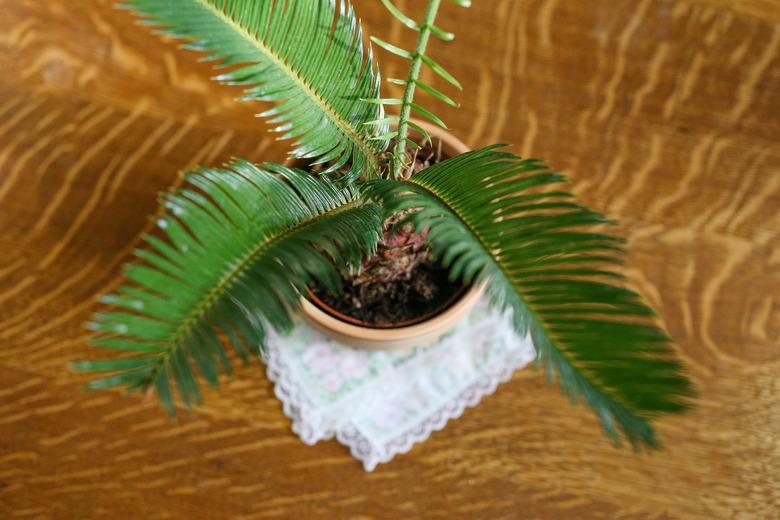 sago palm