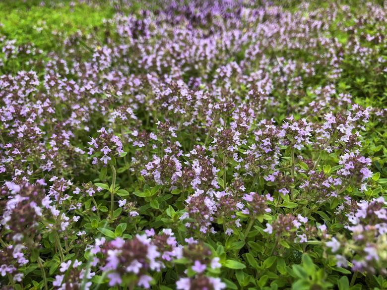 Wild Thyme