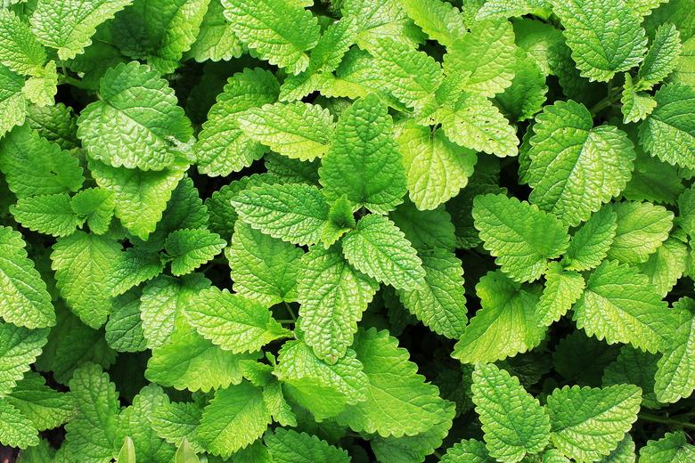 Fresh green mint plants in growth at field