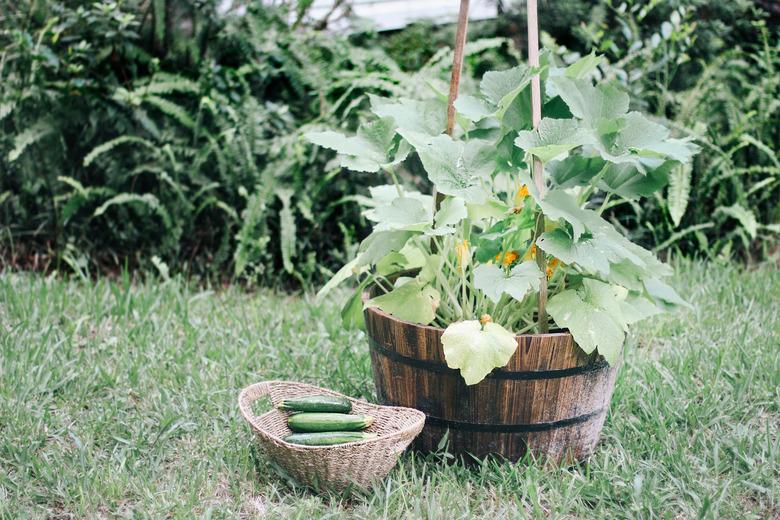 Zucchini in container