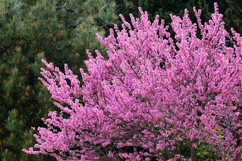 Redbud trees in bloom.