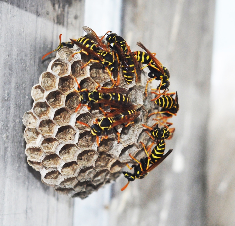 Wasps on comb