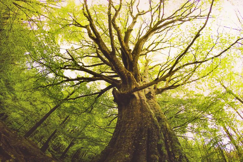 Beautiful beech tree taken directly from below with nice and old trunk during springtime with beautiful green colors in the Montseny nature reserve in the Catalonia region.