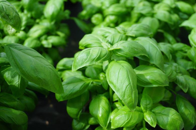 Full Frame Of Basil Leaves