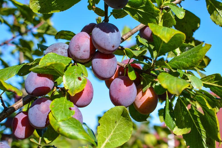 Ripe plums hang on branches