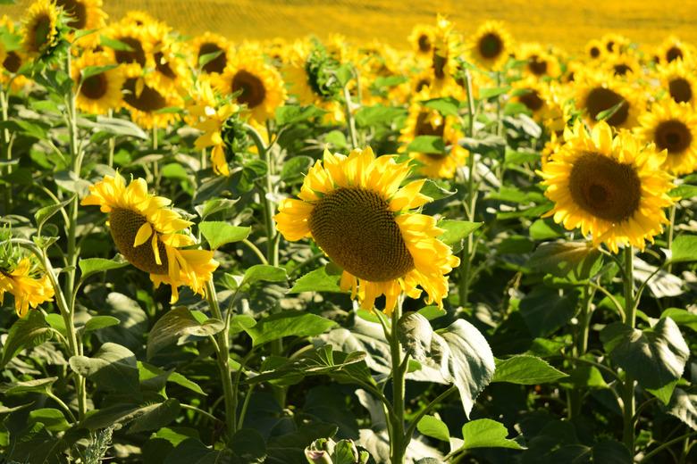 Sunflowers