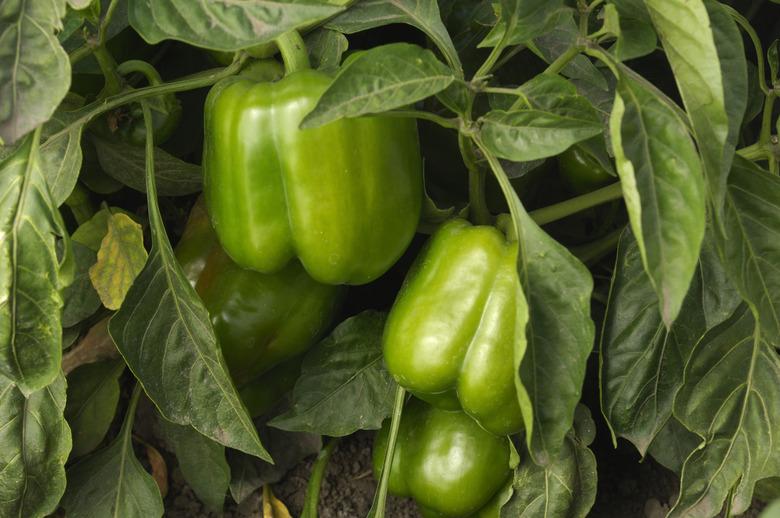 Bell Peppers Growing in Field