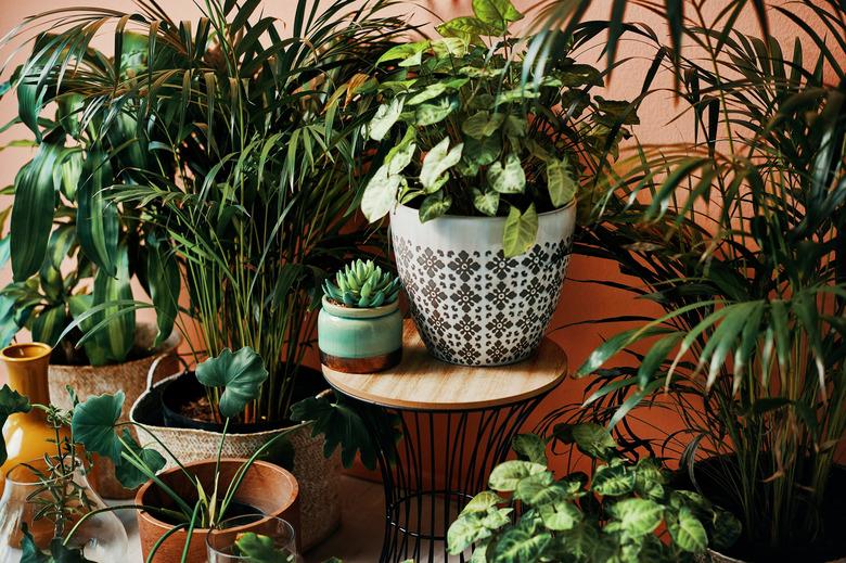 Give your home a good dose of greenery